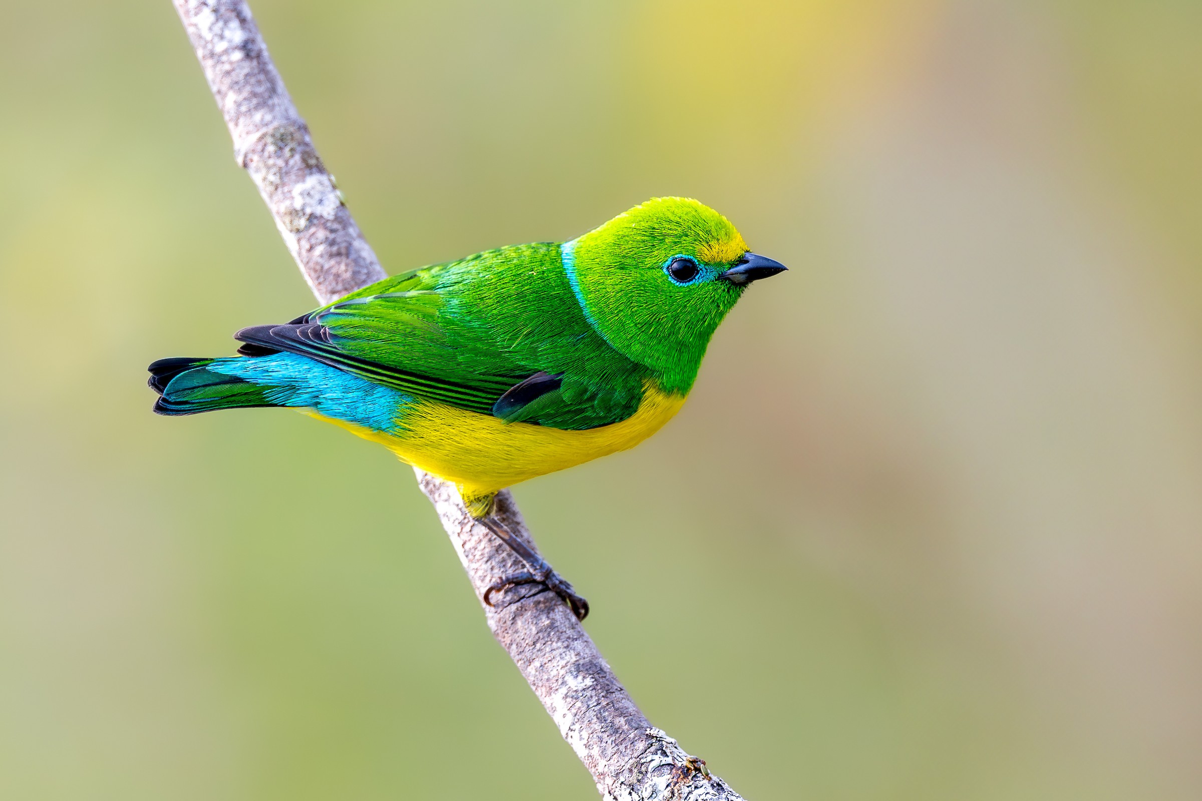 Chlorophonia Cyanea